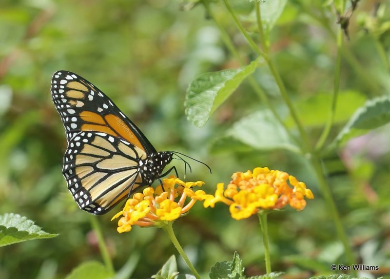 Monarch, Rogers Co yard, OK, 10-2-20, Jps_62553.jpg