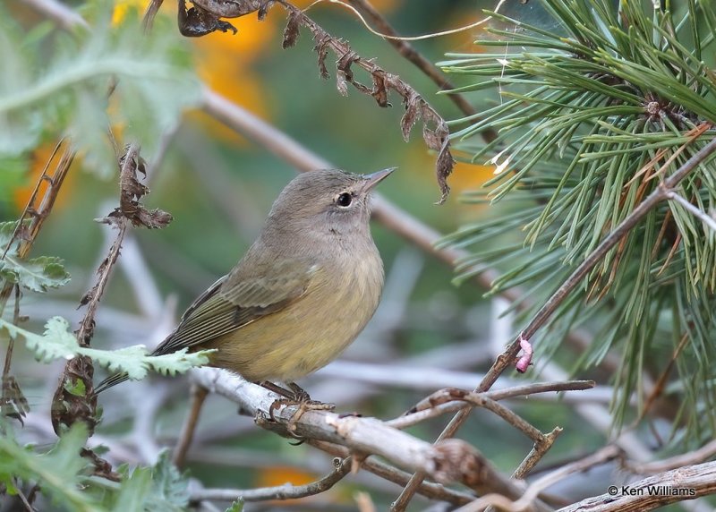 Orange-crowned Warbler, Rogers Co yard, OK, 10-1-20, Jps_62451.jpg