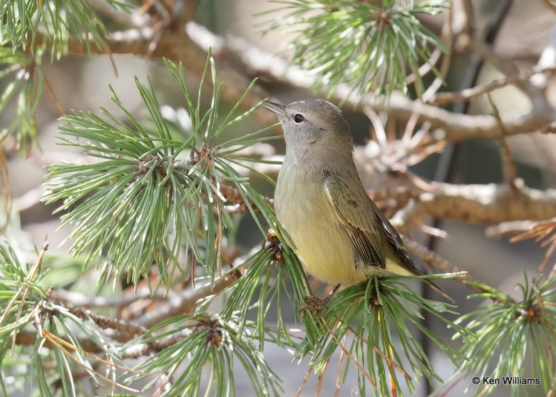 Orange-crowned Warbler, Rogers Co yard, OK, 10-2-20, Jps_62519.jpg