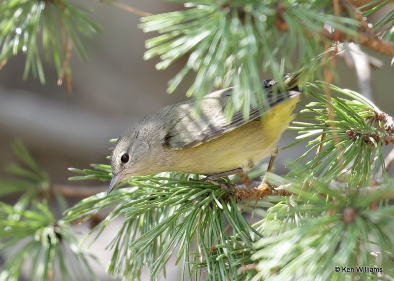 Orange-crowned Warbler, Rogers Co yard, OK, 10-2-20, Jps_62526.jpg