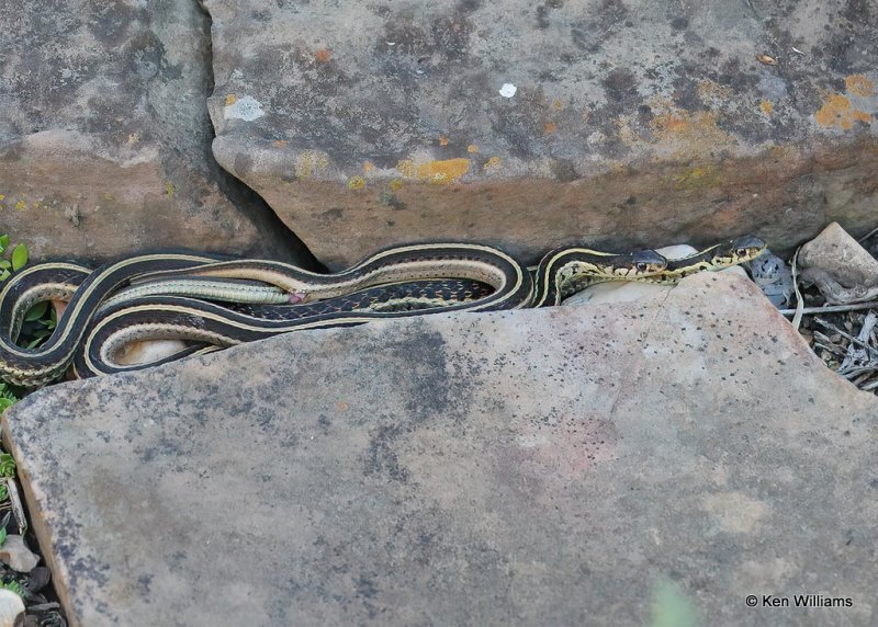 Common Gartersnake, Rogers Co yard, OK, 9-30-20, Jps_62212.jpg