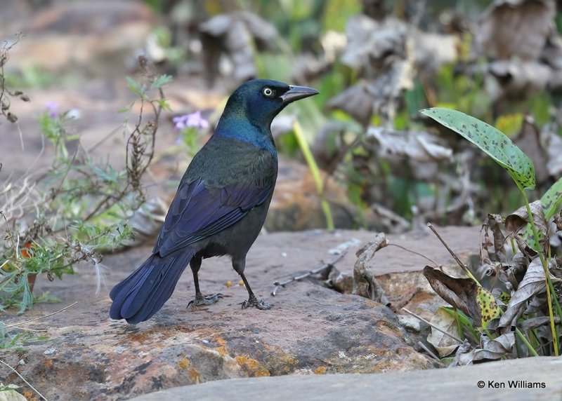 Common Grackle, Rogers Co yard, OK, 10-17-20, Jps_63159.jpg