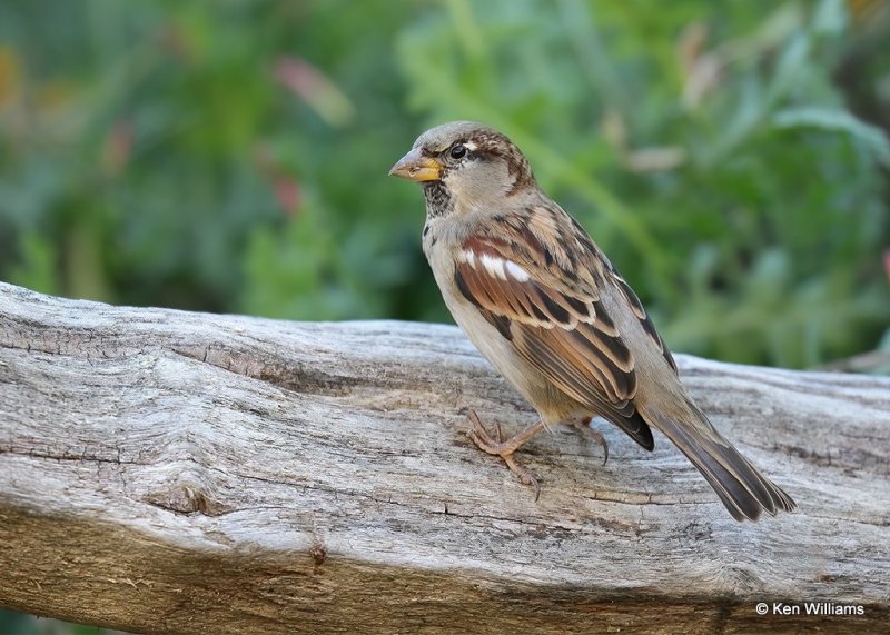 House Sparrow male, Rogers Co yard, OK, 10-17-20, Jps_63156.jpg
