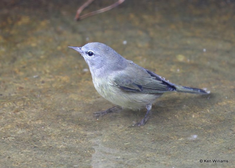 Orange-crowned Warbler, Rogers Co yard, OK, 10-15-20, Jps_63033.jpg