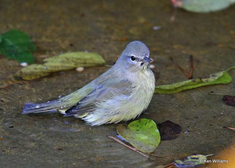 Orange-crowned Warbler, Rogers Co yard, OK, 10-17-20, Jps_63153.jpg