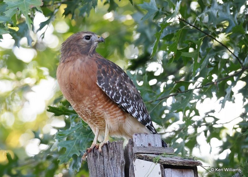 Red-shouldered Hawk, Rogers Co yard, OK, 10-12-20, Jps_62992.jpg