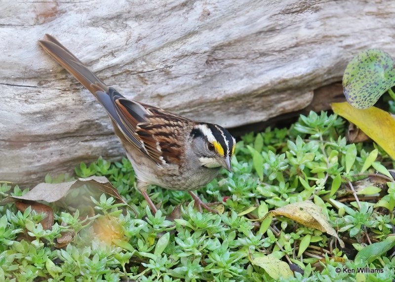 White-throated Sparrow, Rogers Co yard, OK, 10-17-20, Jps_63175.jpg