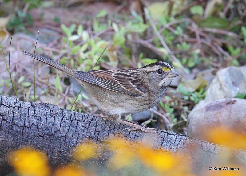 White-throated Sparrow juvenile, Rogers Co yard, OK, 10-17-20, Jps_63276.jpg