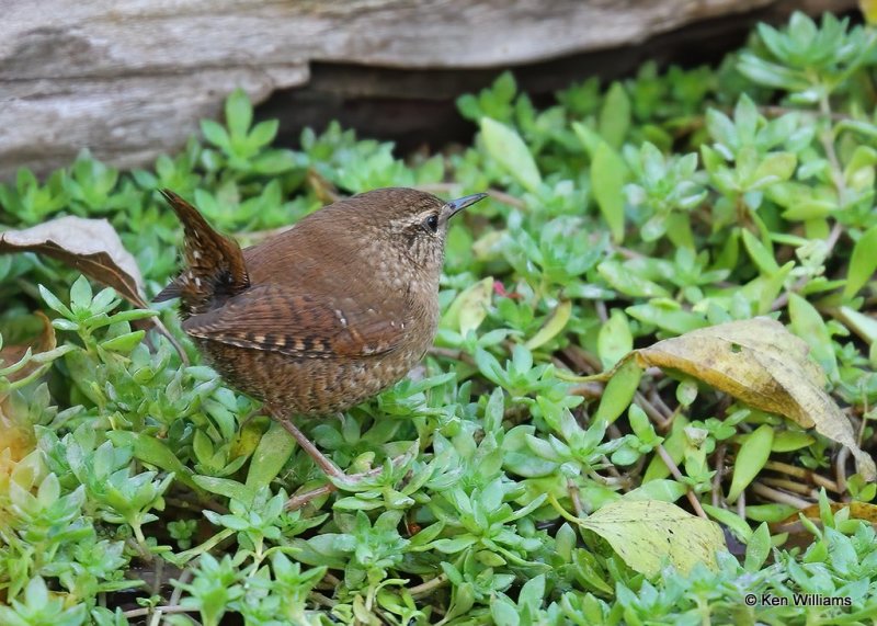 Winter Wren, Rogers Co yard, OK, 10-17-20, Jps_63185.jpg