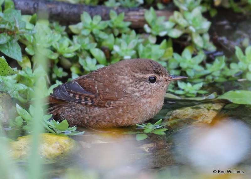 Winter Wren, Rogers Co yard, OK, 10-17-20, Jps_63210.jpg