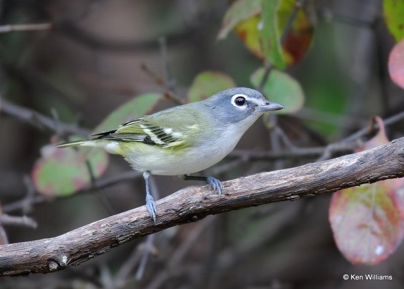 Blue-headed Vireo, Rogers Co yard, OK, 10-18-20, Jps_63331.jpg