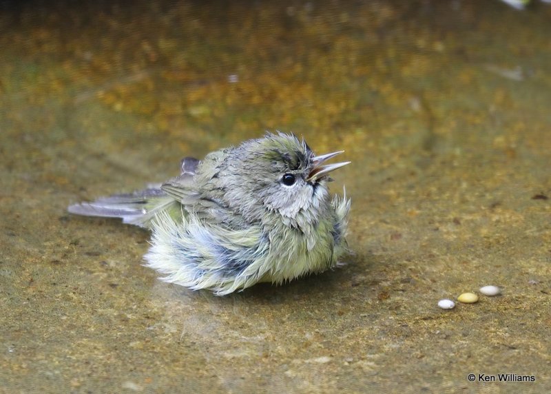 Orange-crowned Warbler, Rogers Co yard, OK, 10-21-20, Jps_63395.jpg