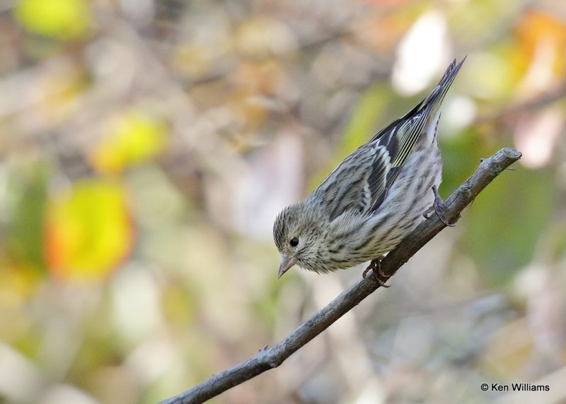 Pine Siskin, Rogers Co yard, OK, 11-1-20, Jps_63481.jpg