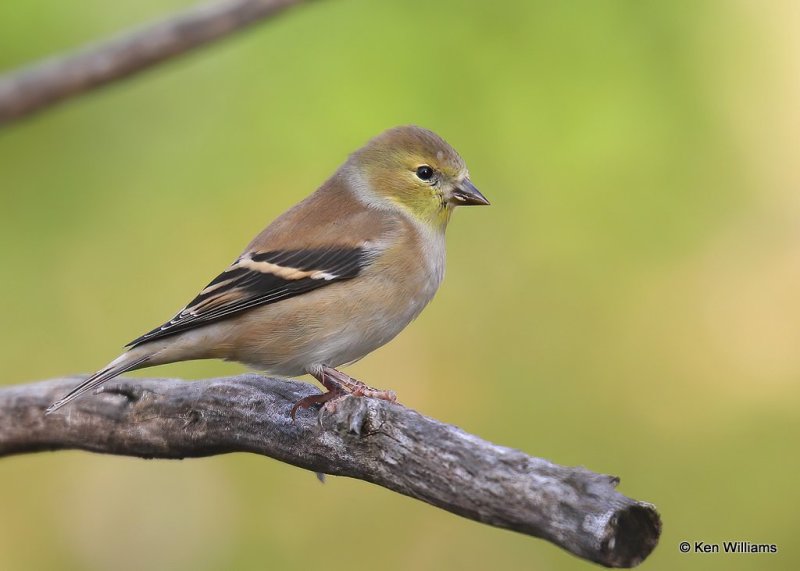 American Goldfinch nonbreeding female, Rogers Co yard, OK, 11-13-20, Jps_64548.jpg