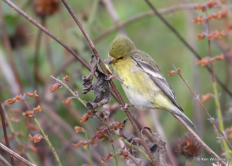 Lesser Goldfinch nonbreeding female, Rogers Co yard, OK, 11-13-20, Jps_64561.jpg