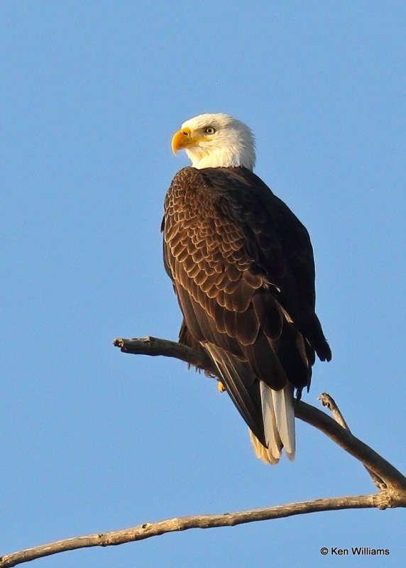 Bald Eagle adult, Sequoyah Co, OK, 11-6-20, Jpa_63542.jpg