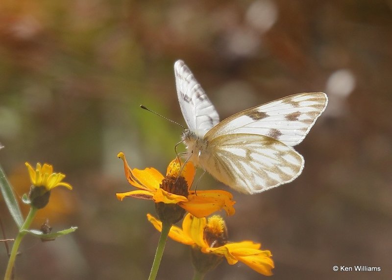 Checkered White, Rogers Co yard, OK, 11-8-20, Jps_63828.jpg