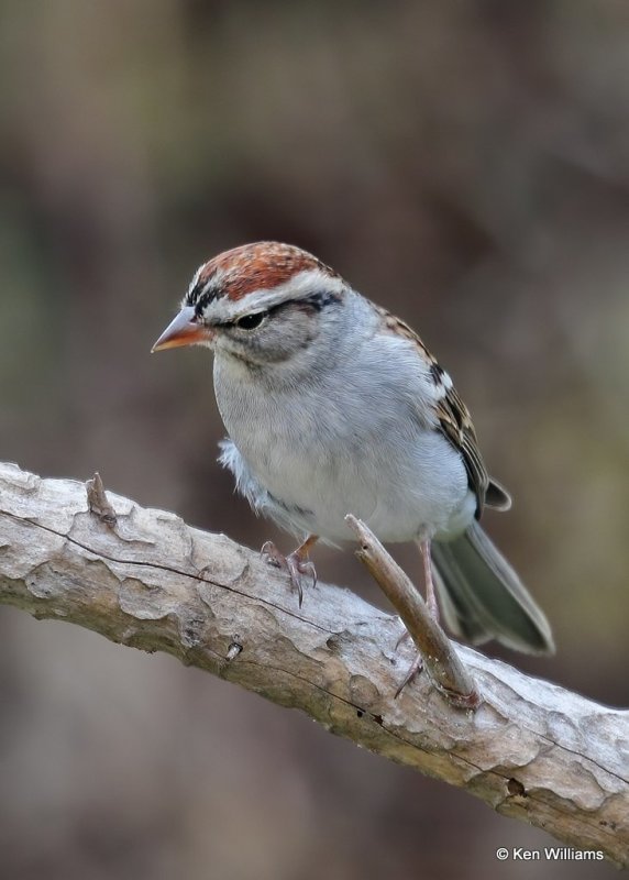 Chipping Sparrow, Rogers Co yard, OK, 11-8-20, Jpa_63832.jpg