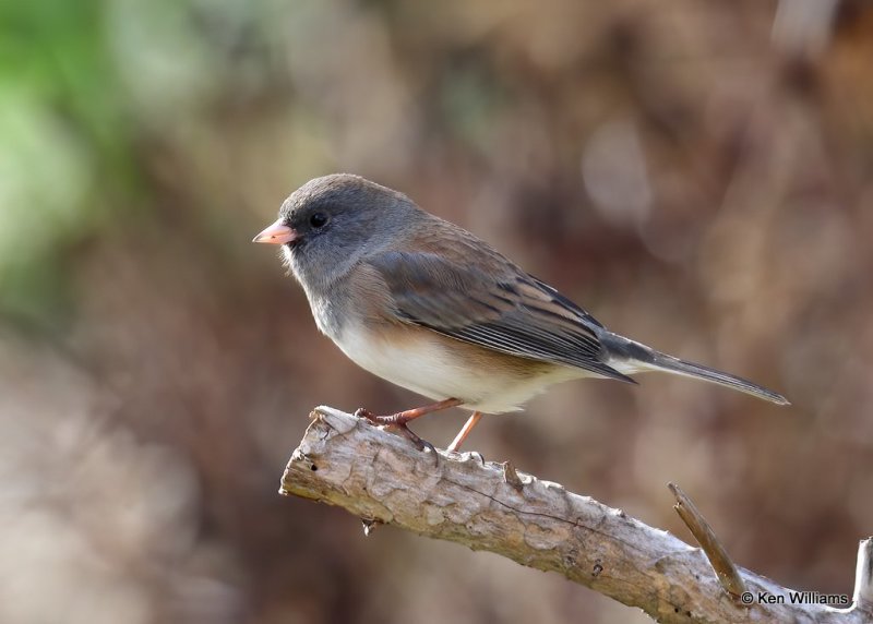 Dark-eyed Junco, Slate-colored, Rogers Co yard, OK, 11-13-20, Jps_64570.jpg