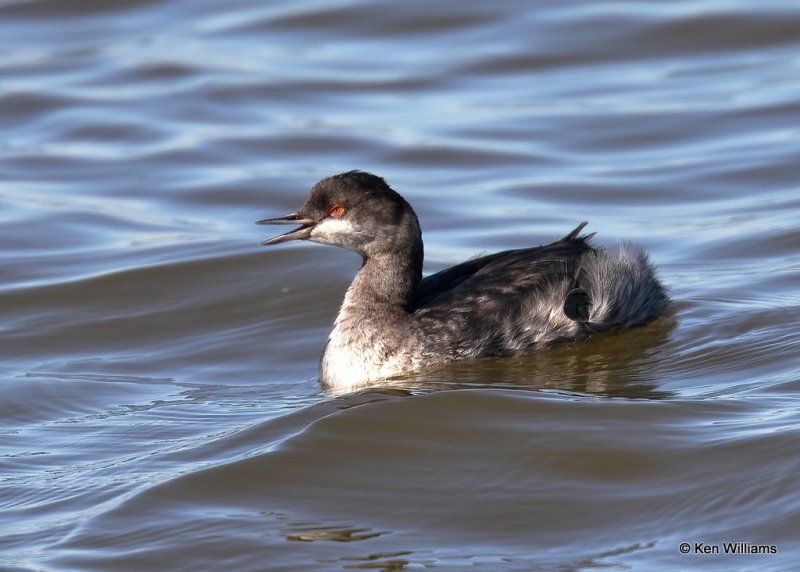 Eared Grebe nonbreeding plumage, Hefner Lake, OK, 11-11-20, Jps_64176.jpg