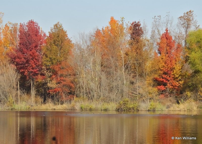 Fall Foliage, Sequoyah Co, OK, 11-6-20, Jpa_63630.jpg