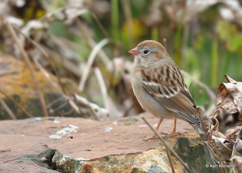 Field Sparrow, Rogers Co yard, OK, 11-25-20, Jps_64683.jpg