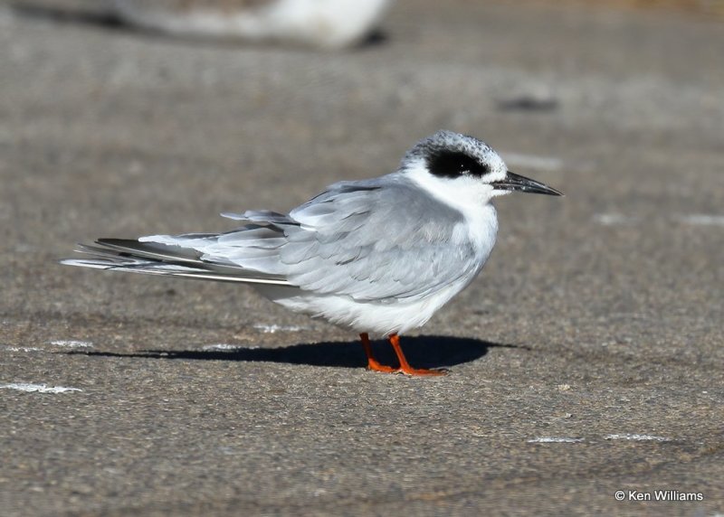 Forster's Term nonbreeding, Hefner Lake, OK, 11-11-20, Jps_63967.jpg