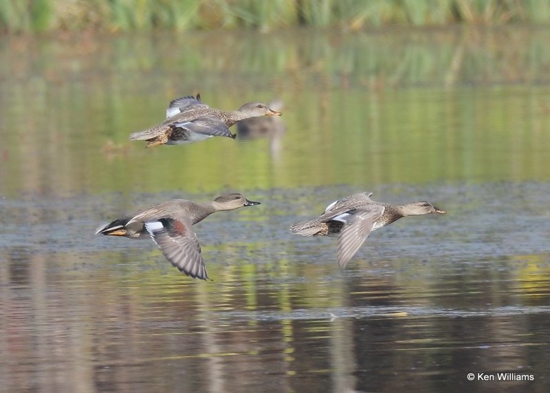 Gadwall pair, Sequoyah Co, OK, 11-6-20, Jps_63619.jpg