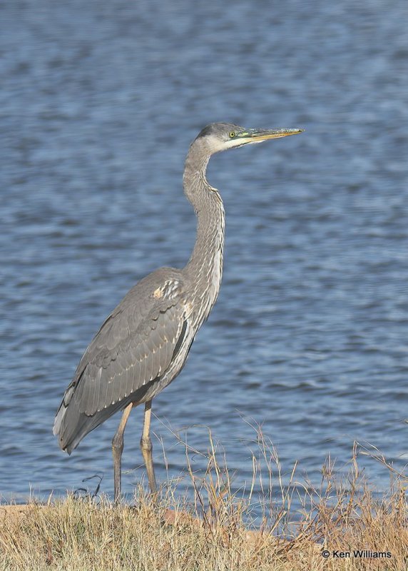 Great Blue Heron juvenile, Hefner Lake, OK, 11-11-20, Jps_63983.jpg