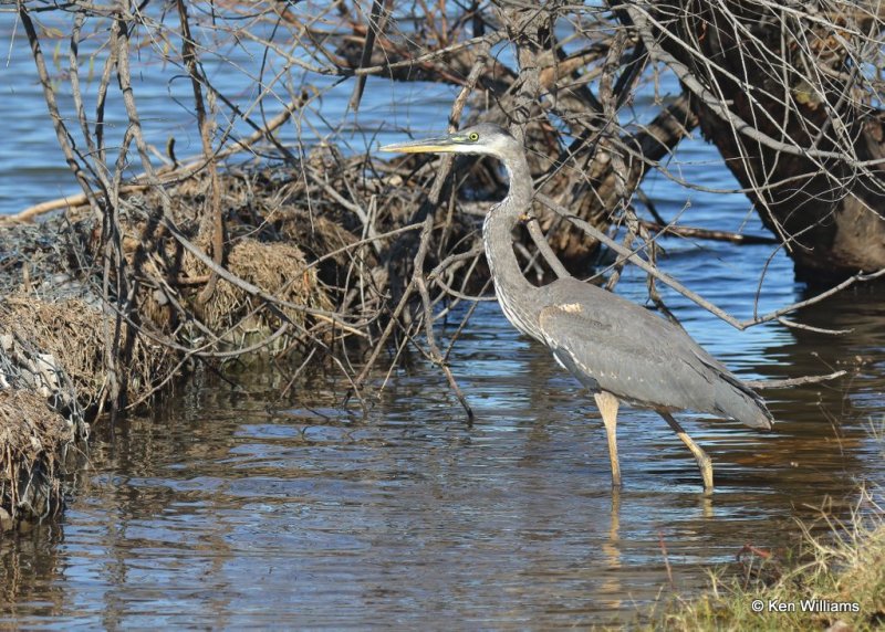 Great Blue Heron juvenile, Hefner Lake, OK, 11-11-20, Jps_64290.jpg