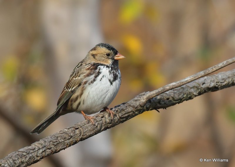 Harris's Sparrow, Rogers Co yard, OK, 11-13-20, Jps_64472.jpg