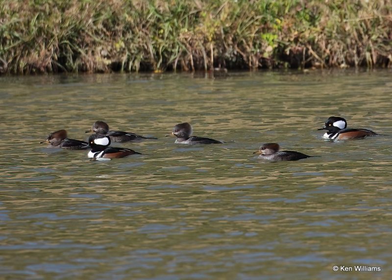 Hooded Mergansers, Tulsa Co, OK, 11-6-20, Jps_63680.jpg