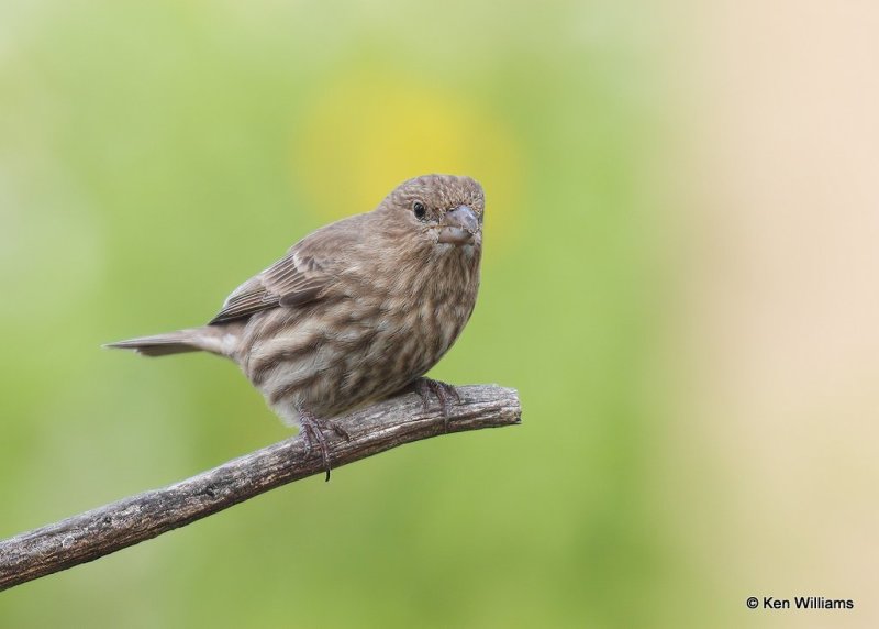 House Finch female, Rogers Co yard, OK, 11-13-20, Jps_64566.jpg