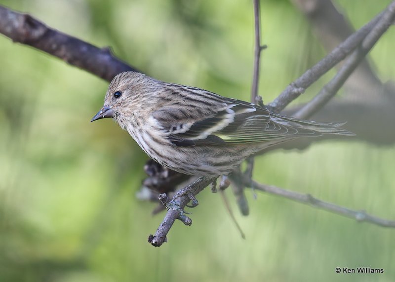 Pine Siskin, Rogers Co yard, OK, 11-17-20, Jpa_64577.jpg