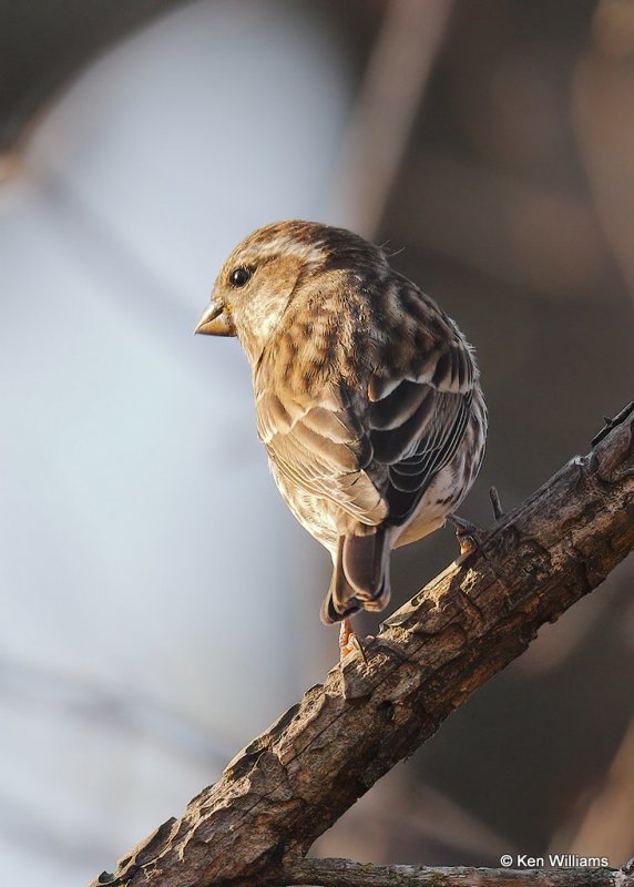 Purple Finch female, Rogers Co yard, OK, 11-20-20, Jpa_64628.jpg