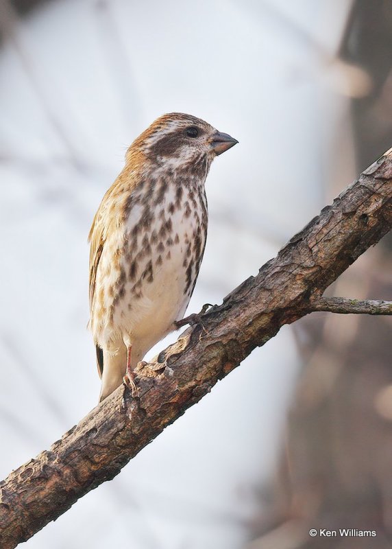 Purple Finch female, Rogers Co yard, OK, 11-20-20, Jps_64625.jpg