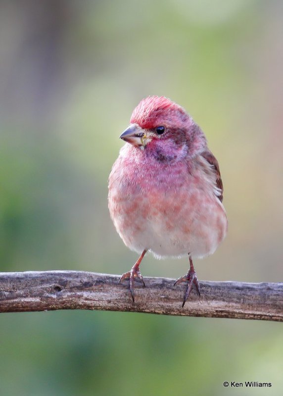 Purple Finch male, Rogers Co yard, OK, 11-28-20, Jps_64774.jpg