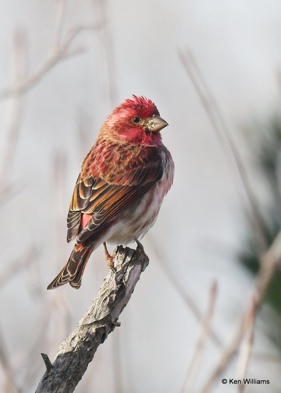 Purple Finch male, Rogers Co yard, OK, 11-28-20, Jps_64806.jpg