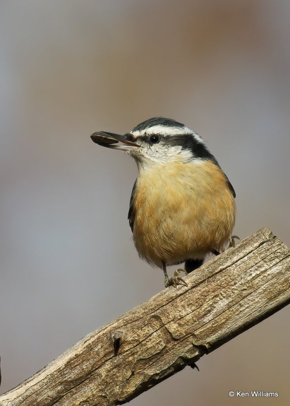 Red-breasted Nuthatch, Rogers Co yard, OK, 11-13-20, Jps_64527.jpg