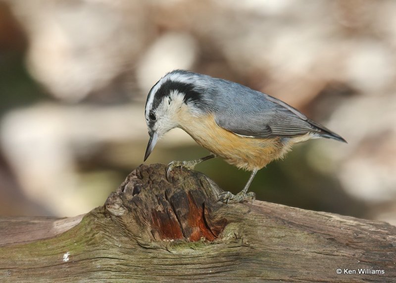 Red-breasted Nuthatch, Rogers Co yard, OK, 11-27-20, Jps_64741.jpg