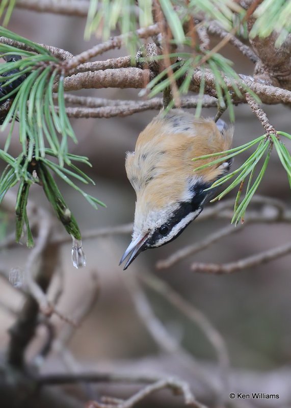 Red-breasted Nuthatch, Rogers Co yard, OK, 11-8-20, Jps_63726.jpg