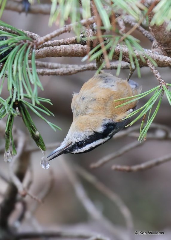 Red-breasted Nuthatch, Rogers Co yard, OK, 11-8-20, Jps_63727.jpg