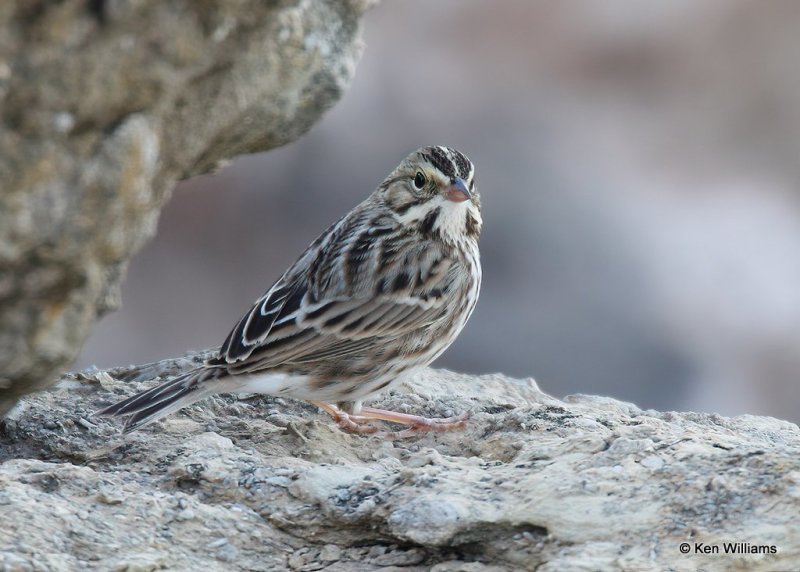 Savannah Sparrow, Lake Carl Blacwell, OK, 11-12-20, Jps_64382.jpg