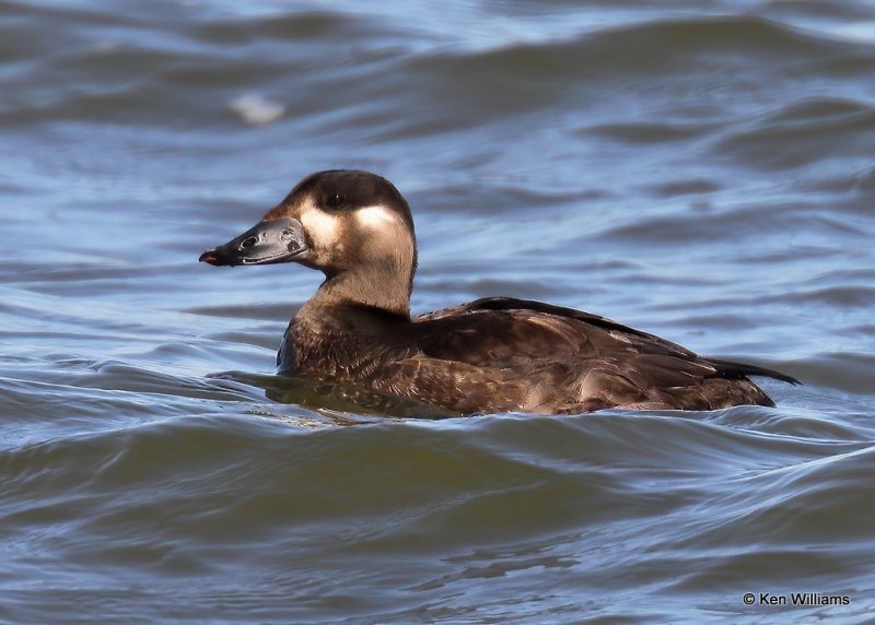 Surf Scoter juvenile, Hefner Lake, OK, 11-11-20, Jps_64028.jpg