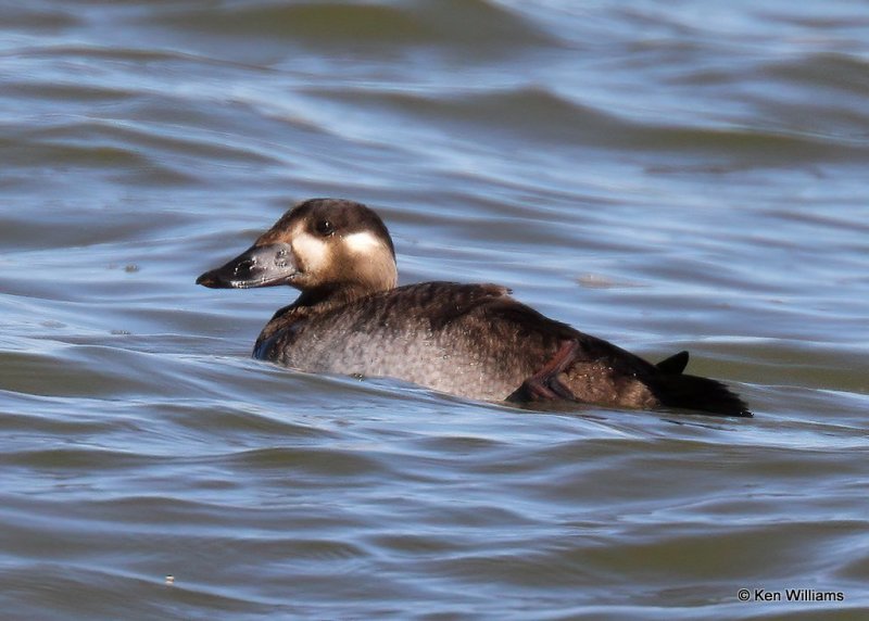 Surf Scoter juvenile, Hefner Lake, OK, 11-11-20, Jps_64080.jpg