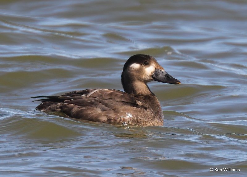 Surf Scoter juvenile, Hefner Lake, OK, 11-11-20, Jps_64089.jpg