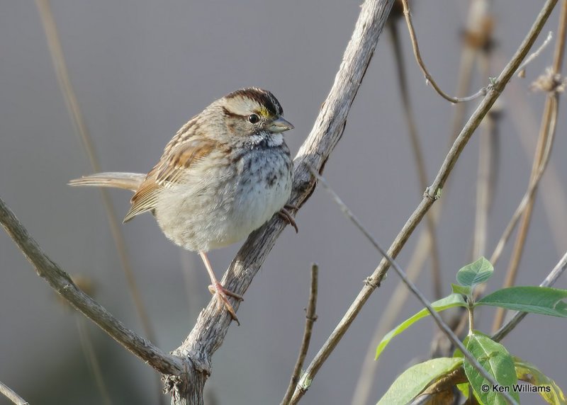 White-throated Sparrow, Rogers Co yard, OK, 11-13-20, Jps_64465.jpg