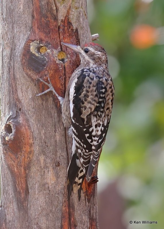 Yellow-bellied Sapsucker juvenile, Rogers Co yard, OK, 11-8-20, Jps_63786.jpg