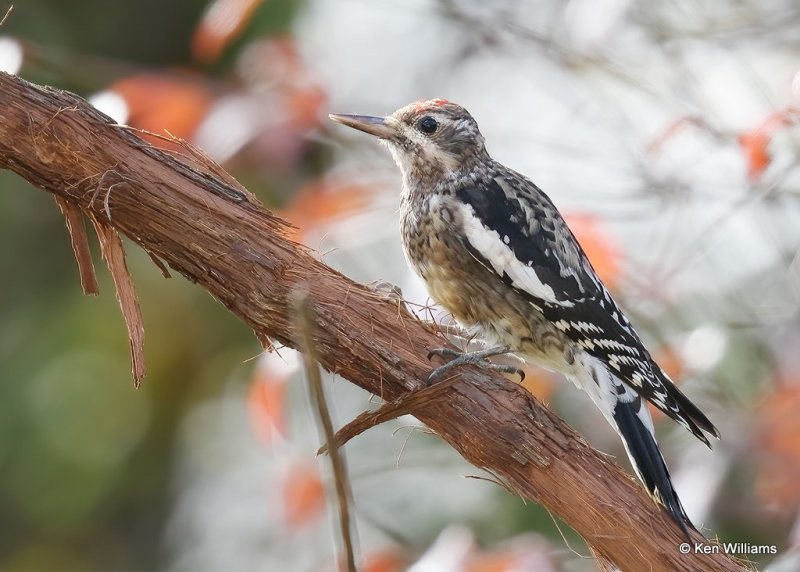 Yellow-bellied Sapsucker juvenile, Rogers Co yard, OK, 11-8-20, Jps_63813.jpg