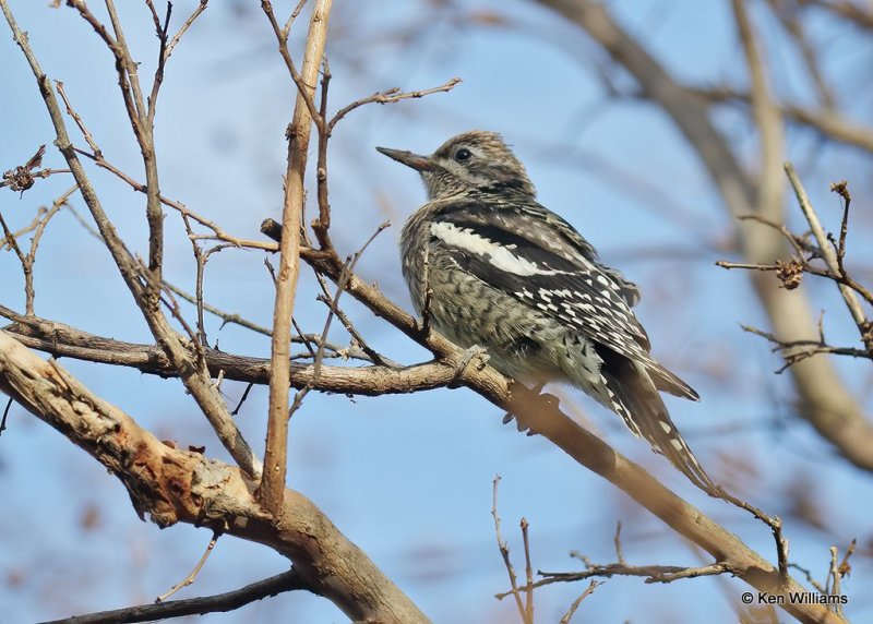 Yellow-bellied Sapsucker juvenile, Rogers Co yard, OK, 11-13-20, Jps_64467.jpg